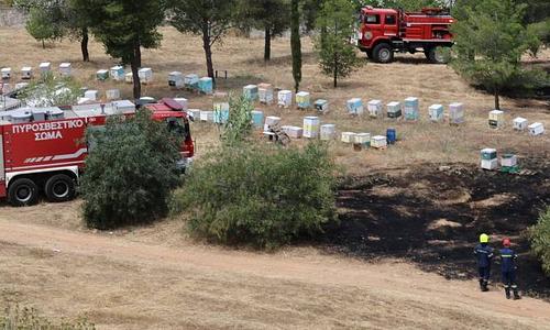 Πυρκαγιά στο Άλσος Βεΐκου: Υπόθεση μελισσοκόμων στο επίκεντρο της έρευνας