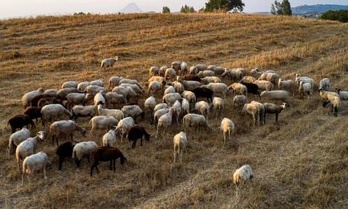 Εντοπισμένα κρούσματα στη Μεγαλόπολη και Γορτυνία οδηγούν σε θανατώσεις ζώων και αυστηρούς ελέγχους