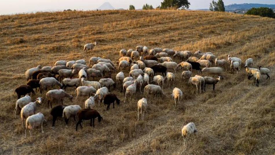 Εντοπισμένα κρούσματα στη Μεγαλόπολη και Γορτυνία οδηγούν σε θανατώσεις ζώων και αυστηρούς ελέγχους