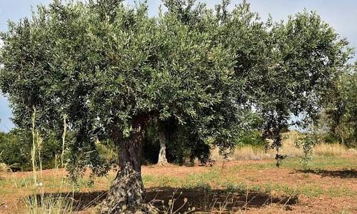 Θανατηφόρο ατύχημα σε αγροτική περιοχή με θύμα 85χρονο