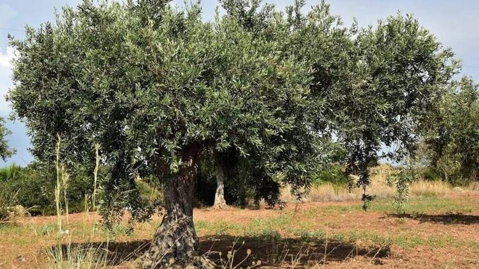Θανατηφόρο ατύχημα σε αγροτική περιοχή με θύμα 85χρονο