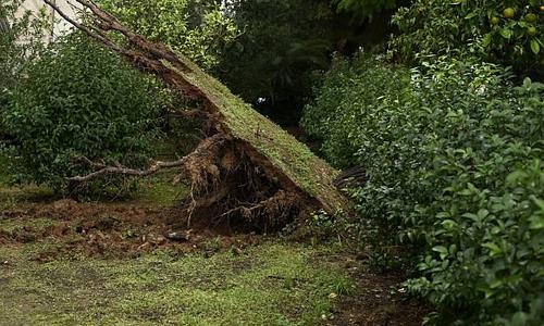 Προβλήματα από την έντονη βροχόπτωση στη Θεσσαλονίκη: Πτώσεις δέντρων και διακοπές ρεύματος