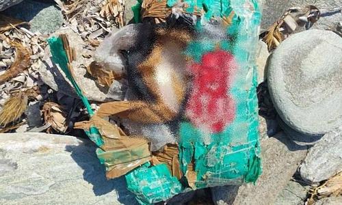 Κατασχέθηκαν πάνω από 2 κιλά κοκαΐνης στην παραλία «ΓΑΛΙΑ» της Άνδρου