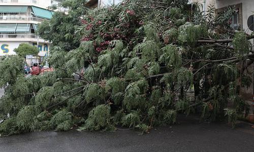 Διακοπή κυκλοφορίας λόγω πτώσης δέντρου στην οδό Θεαγένους