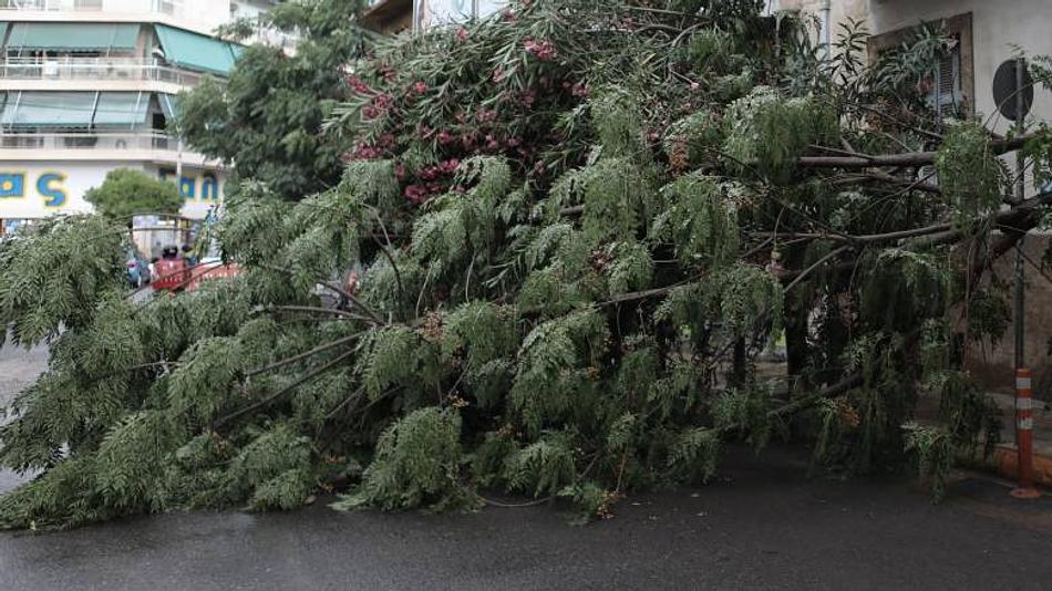 Διακοπή κυκλοφορίας λόγω πτώσης δέντρου στην οδό Θεαγένους