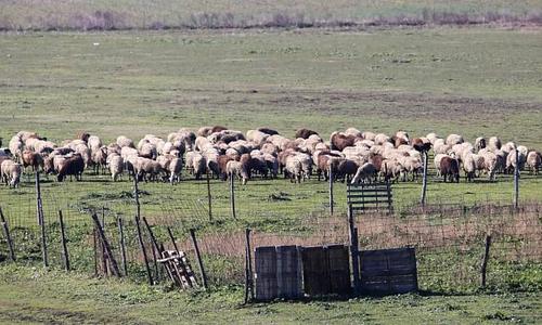 Καταστροφές από καιρικά φαινόμενα στα Γιάννενα: 88 πρόβατα νεκρά από κεραυνό και ζημιές σε κτηνοτροφικές εγκαταστάσεις