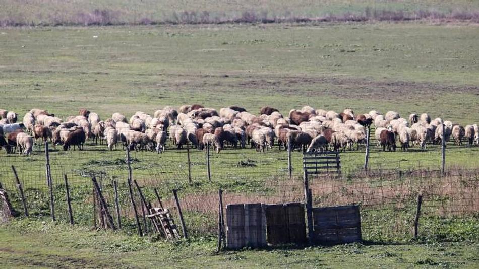 Καταστροφές από καιρικά φαινόμενα στα Γιάννενα: 88 πρόβατα νεκρά από κεραυνό και ζημιές σε κτηνοτροφικές εγκαταστάσεις