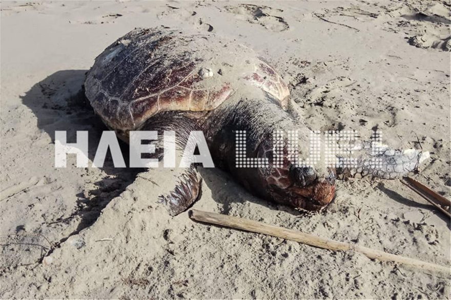 Εικόνες σοκ στο Κατάκολο: Βρίσκουν νεκρές και χτυπημένες θαλάσσιες χελώνες στην παραλία!