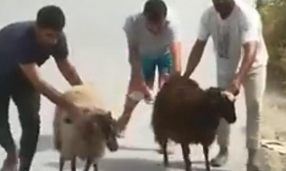 Έχει ξεφύγει η κατάσταση στη Μόρια: Μετανάστες κλέβουν πρόβατα, τα σφάζουν και μετά τα πωλούν! (ΑΠΟΚΑΛΥΠΤΙΚΟ βίντεο)