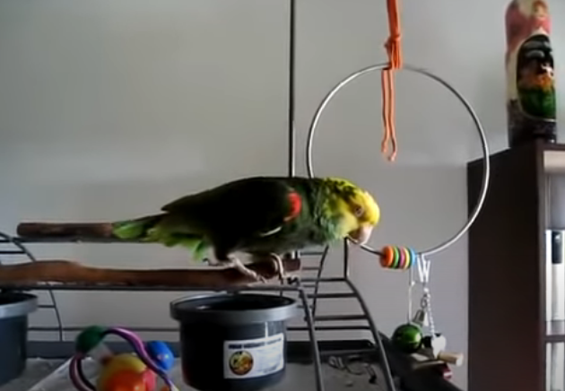 Βίντεο: Παπαγάλος… κλαίει σαν μωρό και γίνεται viral!